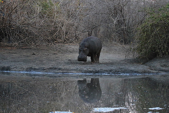 Mana Pools NP