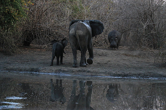 Mana Pools NP