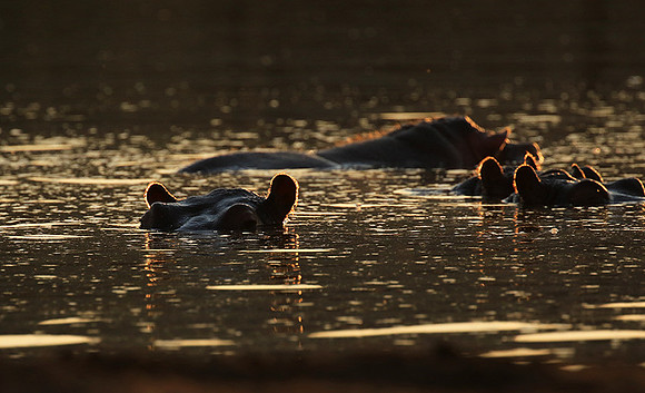 Malilangwe wildlife reserve