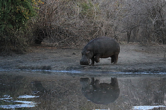 Mana Pools NP