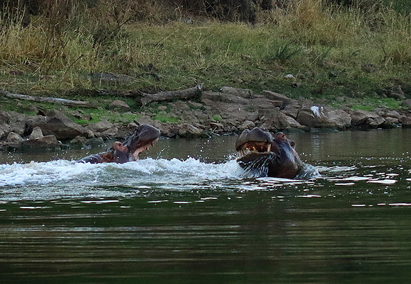 Malilangwe wildlife reserve