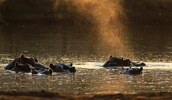 Malilangwe wildlife reserve
