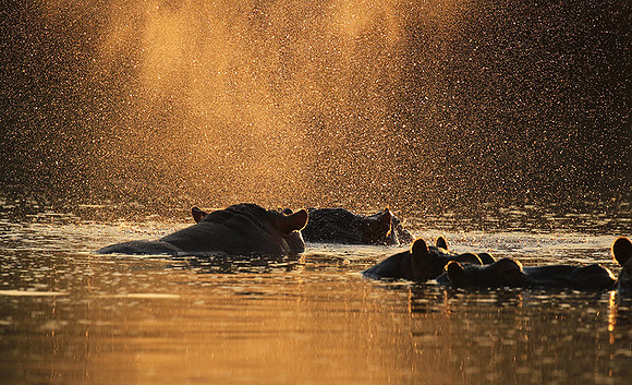Malilangwe wildlife reserve