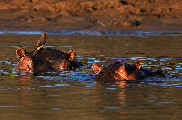 Malilangwe wildlife reserve