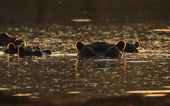 Malilangwe wildlife reserve