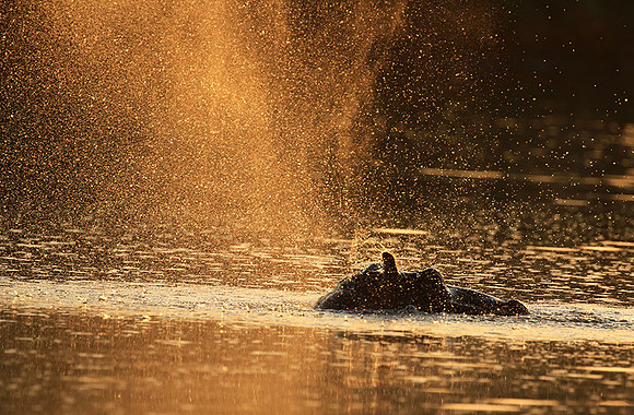 Malilangwe wildlife reserve