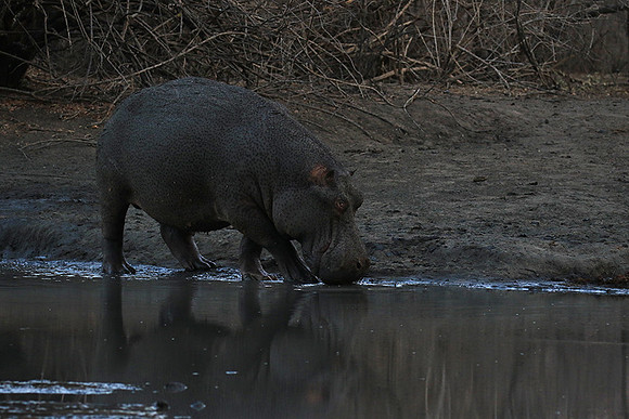 Mana Pools NP