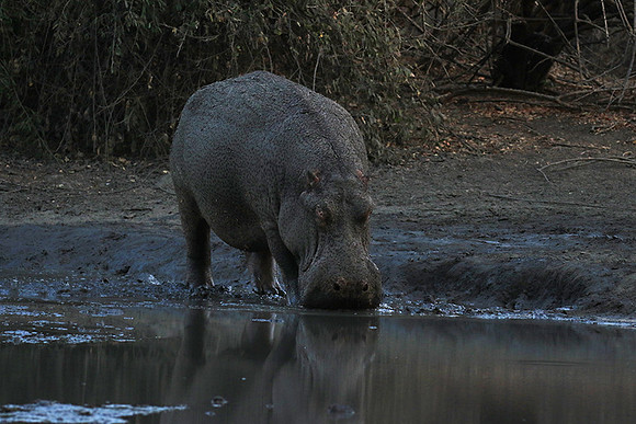 Mana Pools NP