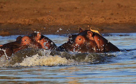 Malilangwe wildlife reserve