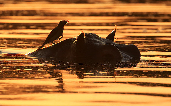 Malilangwe wildlife reserve