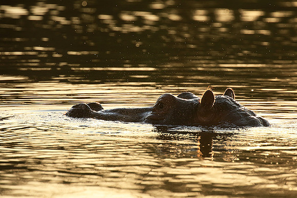 Malilangwe wildlife reserve