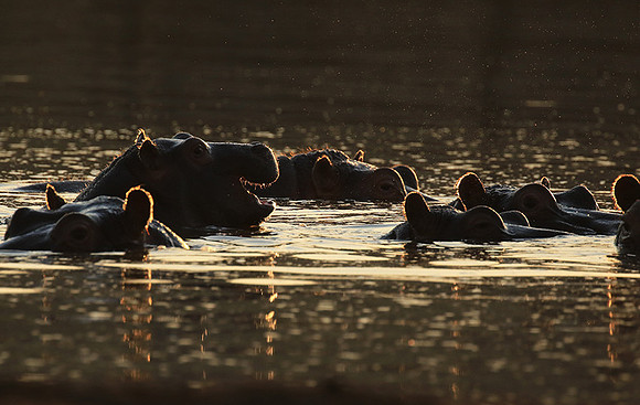 Malilangwe wildlife reserve