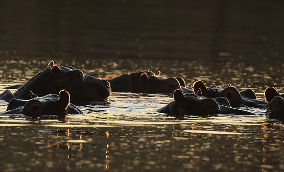 Malilangwe wildlife reserve