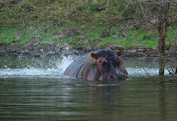 Malilangwe wildlife reserve