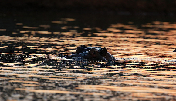 Malilangwe wildlife reserve