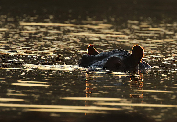 Malilangwe wildlife reserve