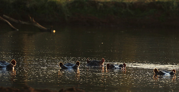 Malilangwe wildlife reserve
