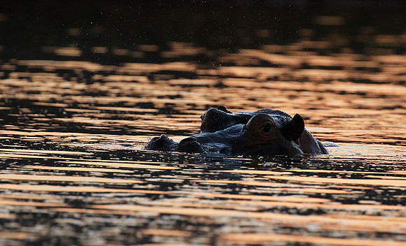 Malilangwe wildlife reserve