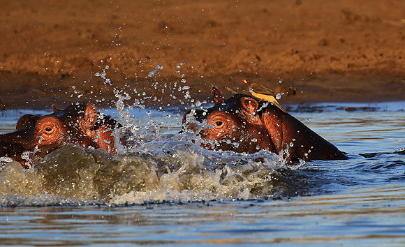 Malilangwe wildlife reserve
