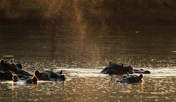 Malilangwe wildlife reserve