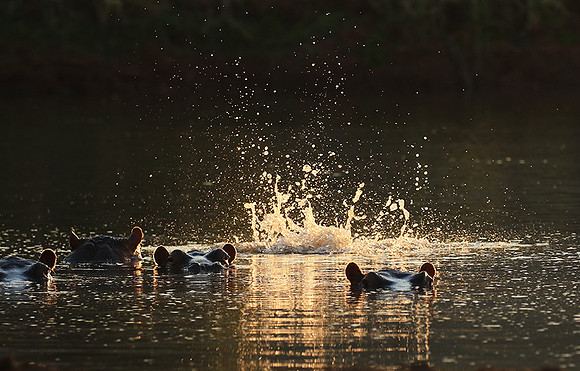 Malilangwe wildlife reserve