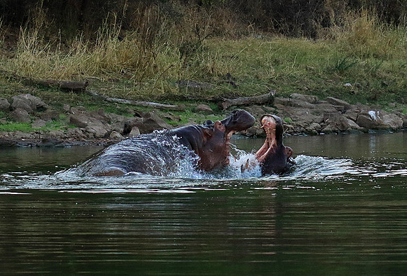Malilangwe wildlife reserve
