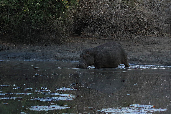 Mana Pools NP