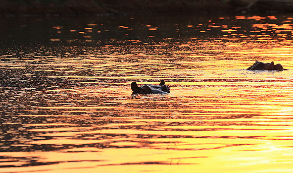 Malilangwe wildlife reserve