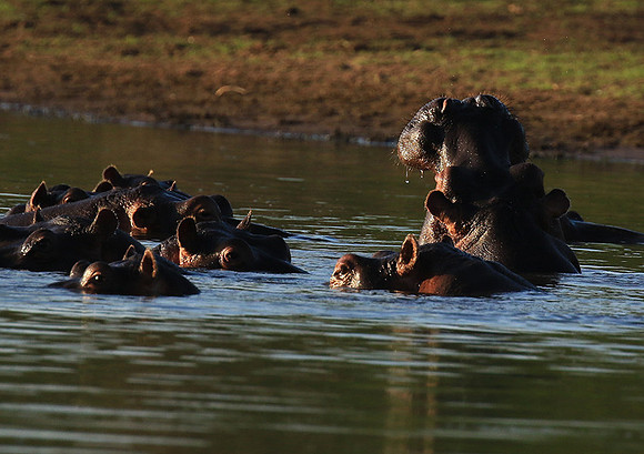 Malilangwe wildlife reserve