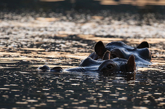 Malilangwe wildlife reserve
