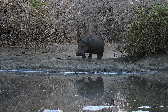 Mana Pools NP