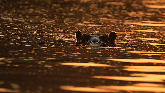 Malilangwe wildlife reserve