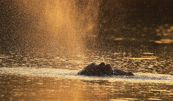 Malilangwe wildlife reserve