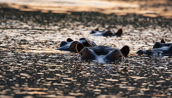 Malilangwe wildlife reserve