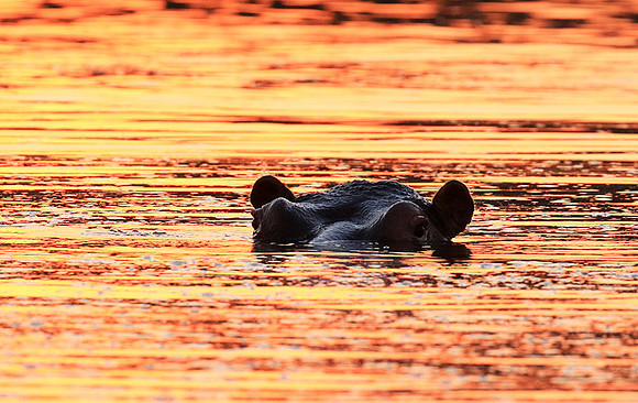 Malilangwe wildlife reserve