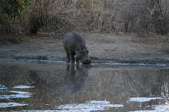 Mana Pools NP