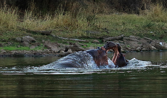 Malilangwe wildlife reserve