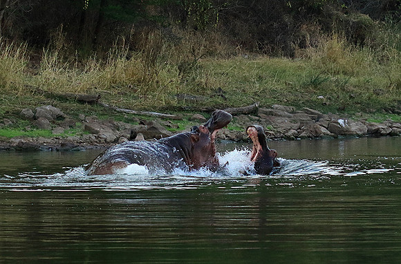 Malilangwe wildlife reserve