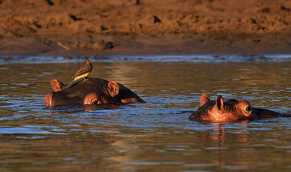 Malilangwe wildlife reserve
