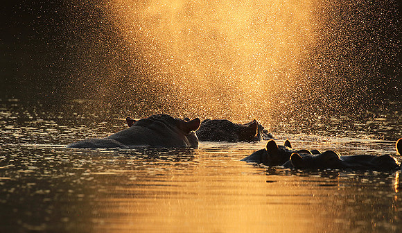 Malilangwe wildlife reserve