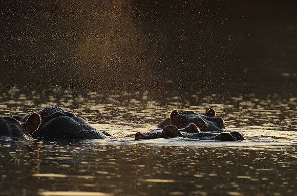 Malilangwe wildlife reserve