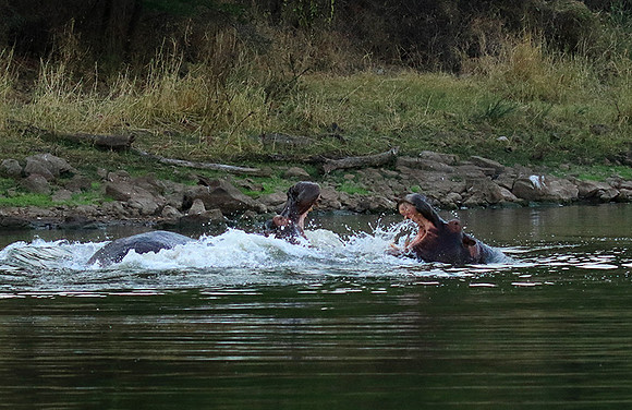 Malilangwe wildlife reserve