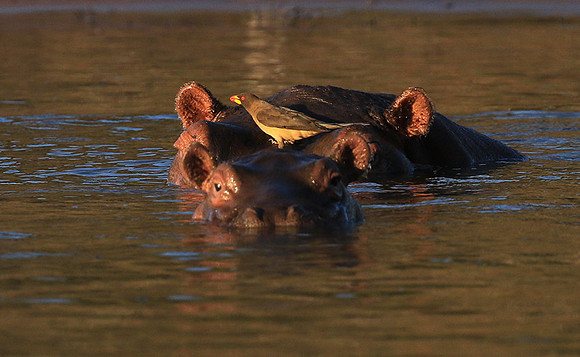 Malilangwe wildlife reserve