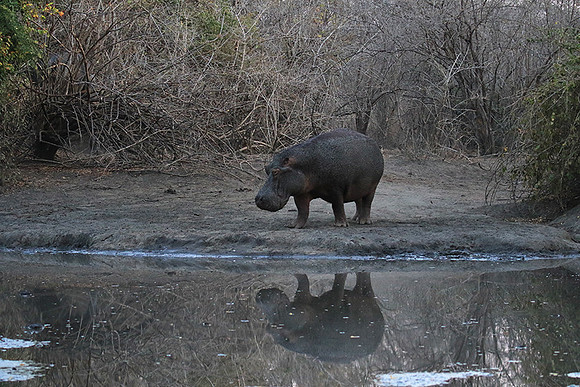 Mana Pools NP