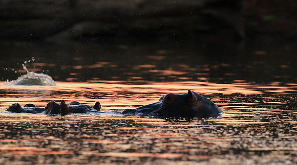 Malilangwe wildlife reserve