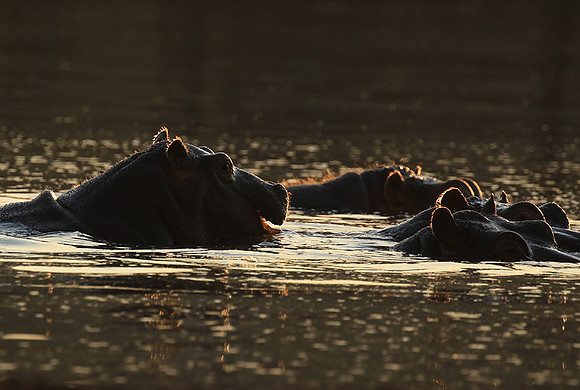 Malilangwe wildlife reserve