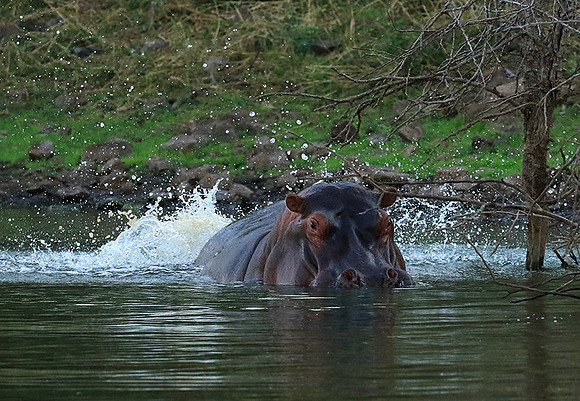 Malilangwe wildlife reserve