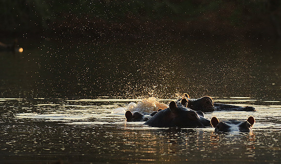Malilangwe wildlife reserve