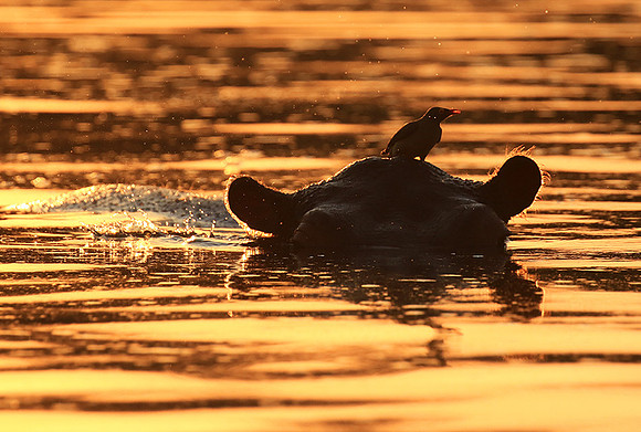 Malilangwe wildlife reserve
