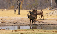 Hwange NP